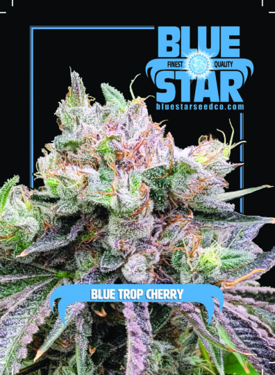 Blue Trop Cherry F1 (Trop Cherry x Blue Star) 4 Feminized Seeds