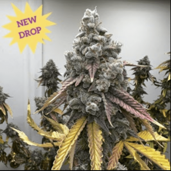 Pineapple Whip S1 3 Feminized Seeds