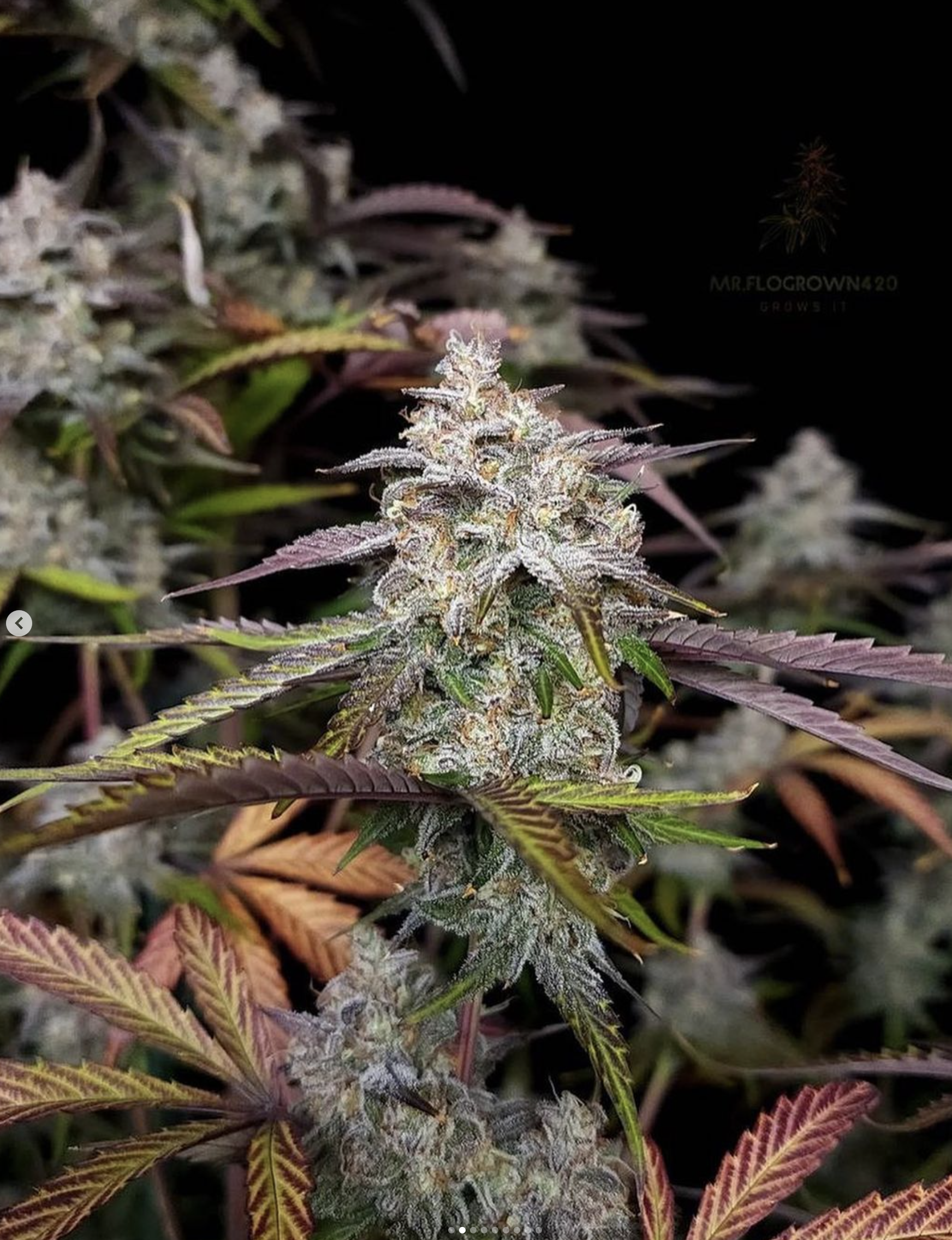 CPT OG F1 Auto 3 Feminized Autoflower Seeds - Image 3