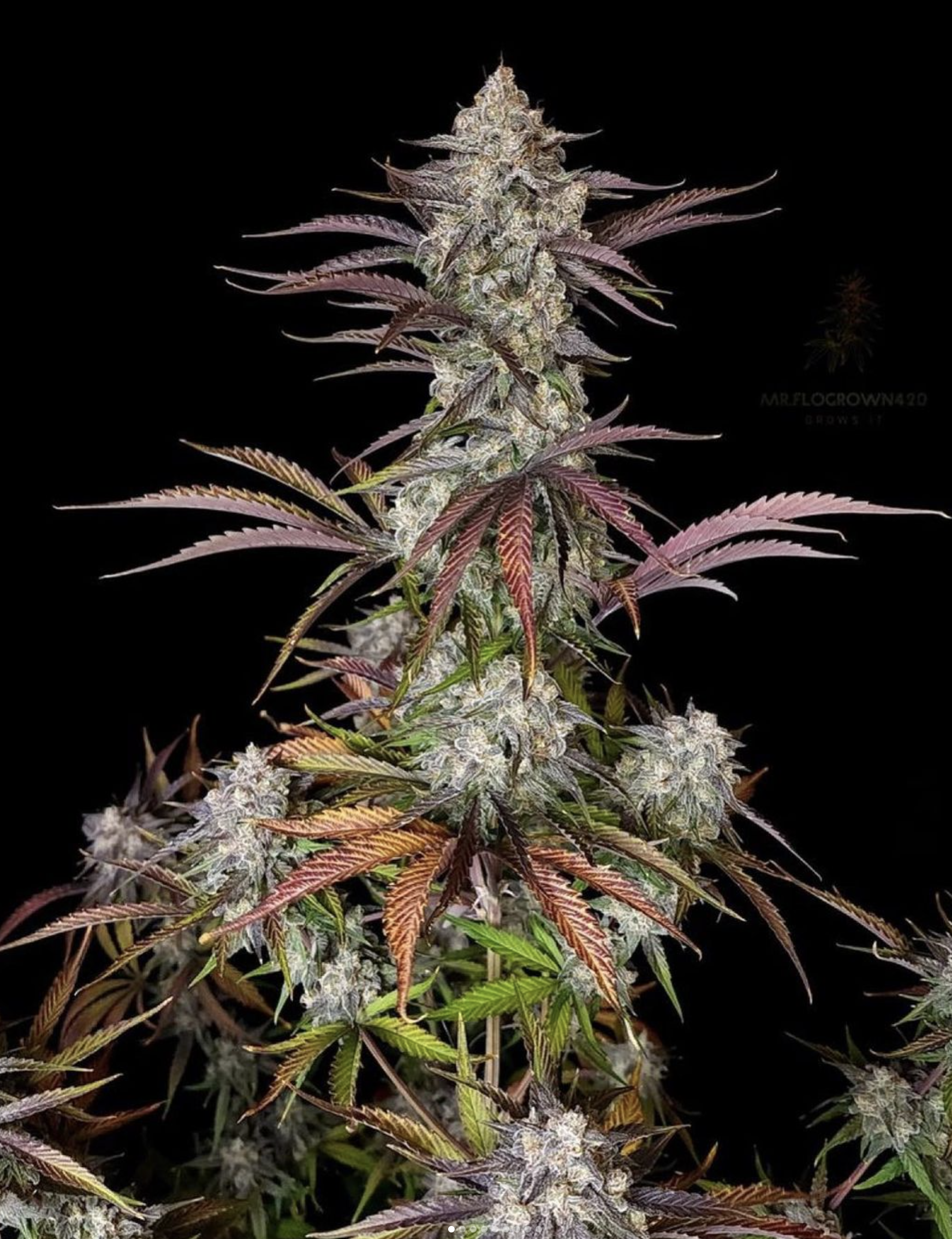 CPT OG F1 Auto 3 Feminized Autoflower Seeds - Image 2