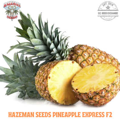HAZEMAN SEEDS PINEAPPLE EXPRESS F2