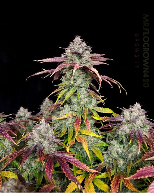 Alchemist’s Apprentice F1 Auto 3 Feminized Autoflower Seeds - Image 6