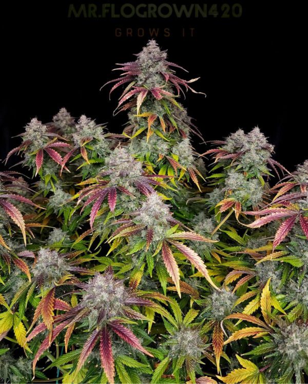 Alchemist’s Apprentice F1 Auto 3 Feminized Autoflower Seeds - Image 3