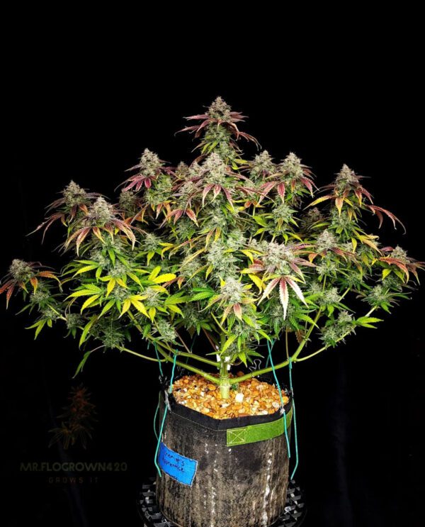 Alchemist’s Apprentice F1 Auto 3 Feminized Autoflower Seeds - Image 2