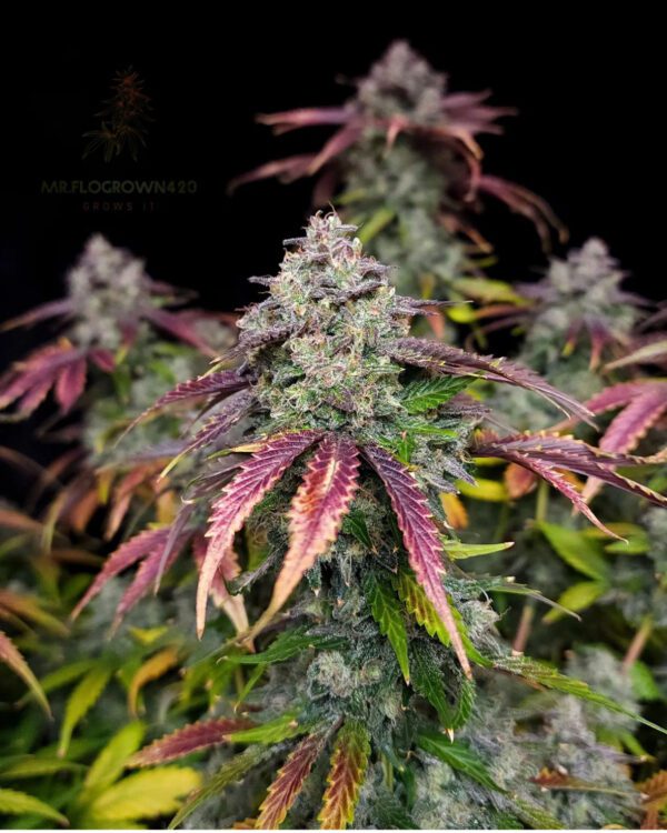 Alchemist’s Apprentice F1 Auto 3 Feminized Autoflower Seeds - Image 4