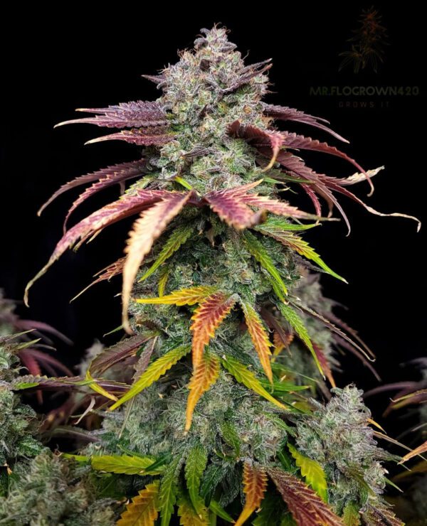 Alchemist’s Apprentice F1 Auto 3 Feminized Autoflower Seeds - Image 5
