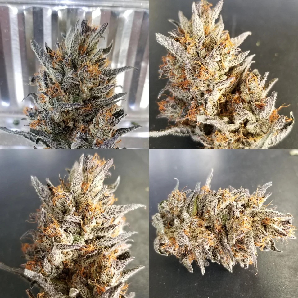 Saint Expeditus F1 Auto 3 Feminized Autoflower Seeds - Image 5