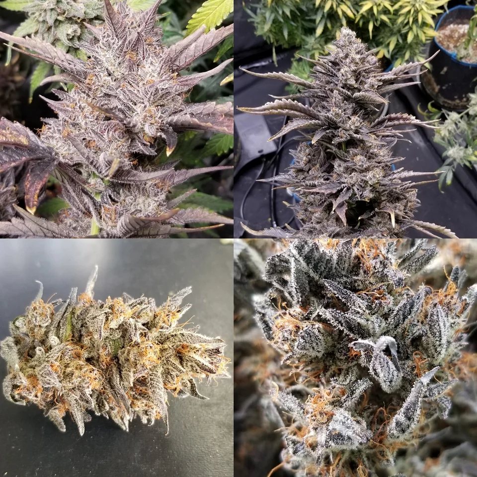 Saint Expeditus F1 Auto 3 Feminized Autoflower Seeds - Image 4
