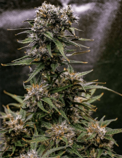 Saint Expeditus F1 Auto 3 Feminized Autoflower Seeds
