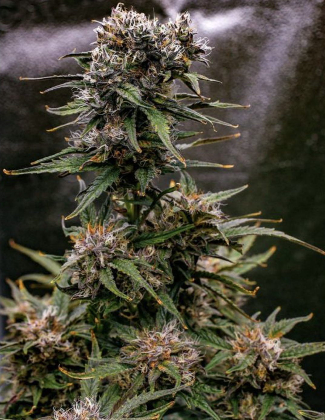 Saint Expeditus F1 Auto 3 Feminized Autoflower Seeds