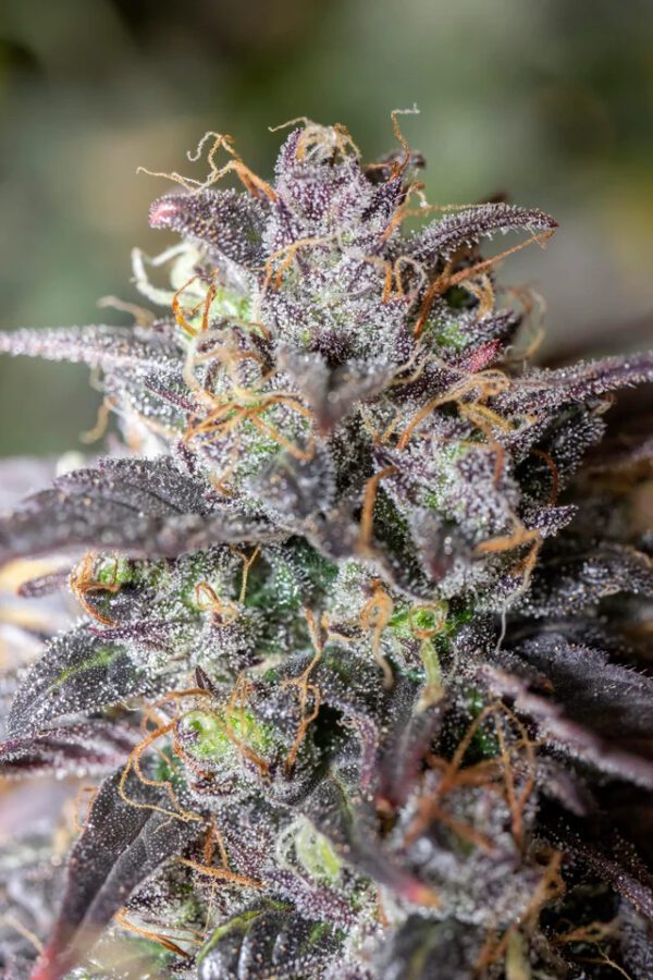 Saint Expeditus F1 Auto 3 Feminized Autoflower Seeds - Image 3
