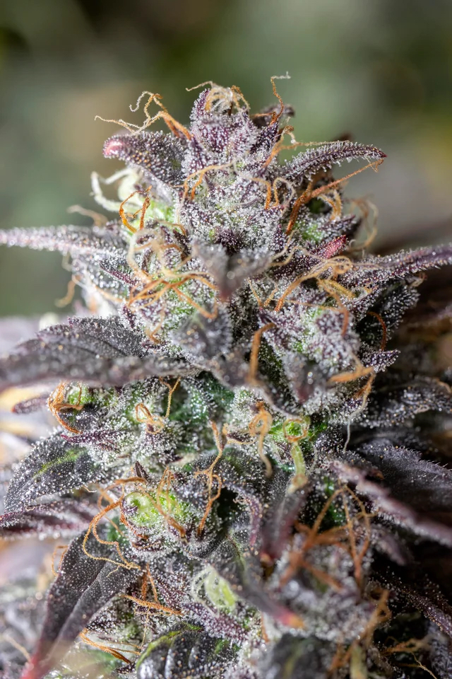 Saint Expeditus F1 Auto 3 Feminized Autoflower Seeds - Image 3