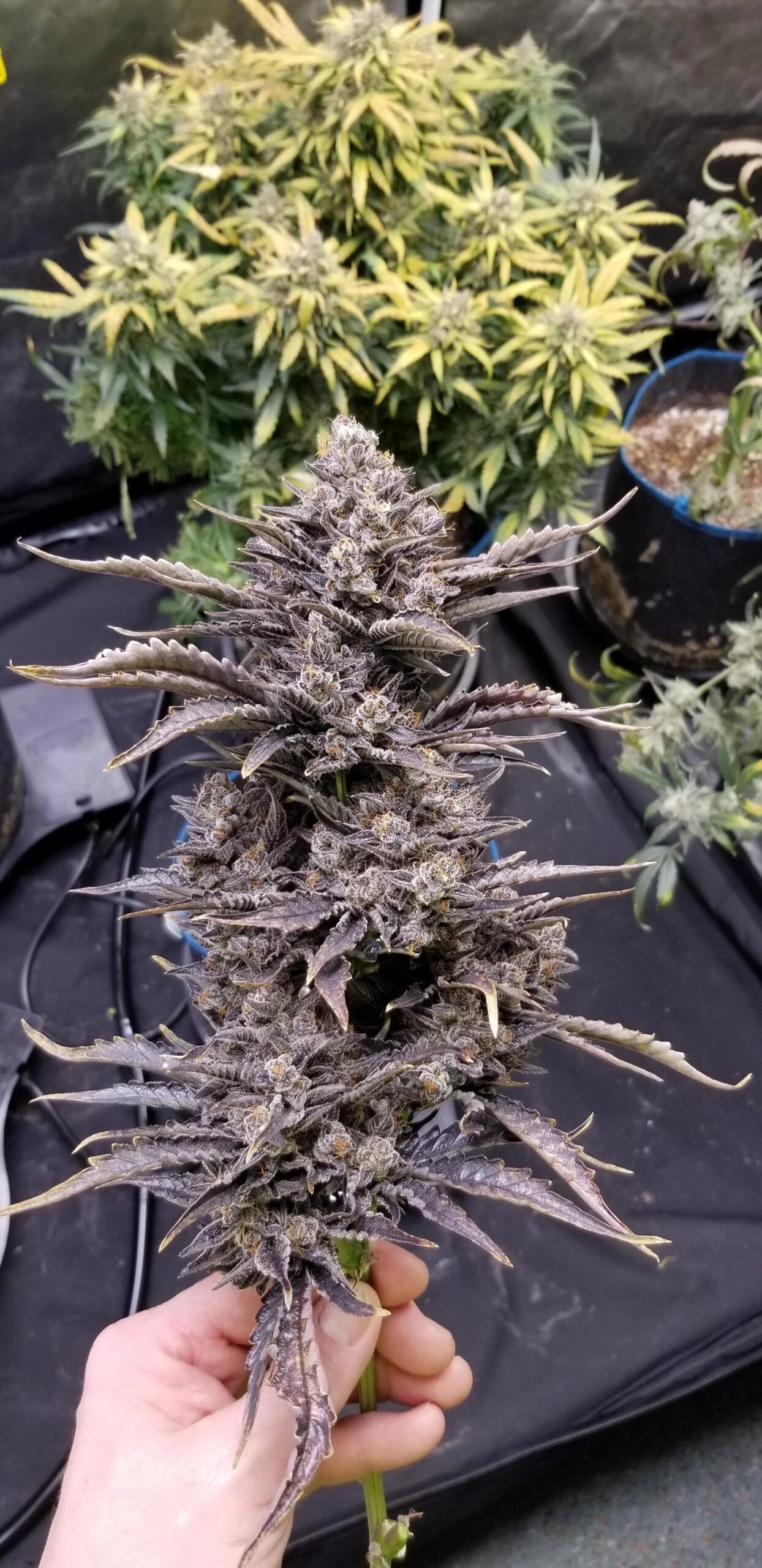 Saint Expeditus F1 Auto 3 Feminized Autoflower Seeds - Image 2