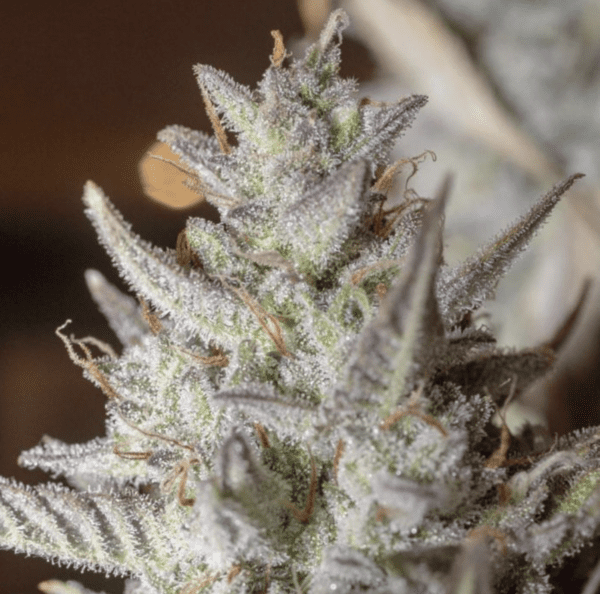 Scoopski F2 Auto 3 Feminized Autoflower Seeds - Image 2