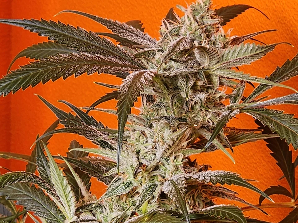 Vanilla Fizz F2 Auto 3 Feminized Autoflower Seeds
