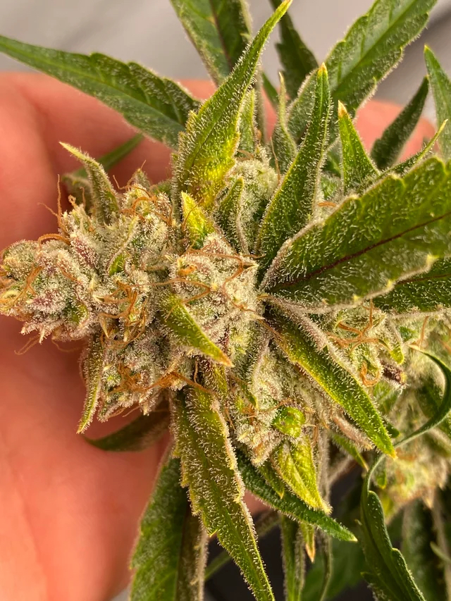 Vanilla Fizz F2 Auto 3 Feminized Autoflower Seeds - Image 2