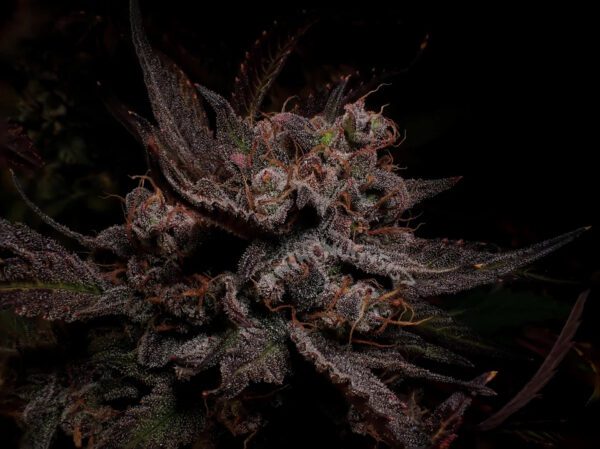 Creme De La Compton F3 Auto 3 Feminized Autoflower Seeds - Image 2