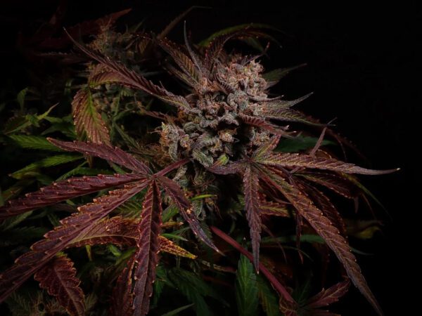 Creme De La Compton F3 Auto 3 Feminized Autoflower Seeds