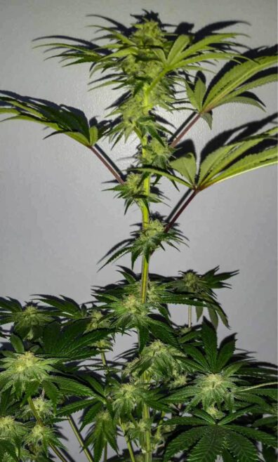 Brass Monkey F1 (Banana OG x Chemdog D/98 Bubba Kush) 7 Feminized Seeds