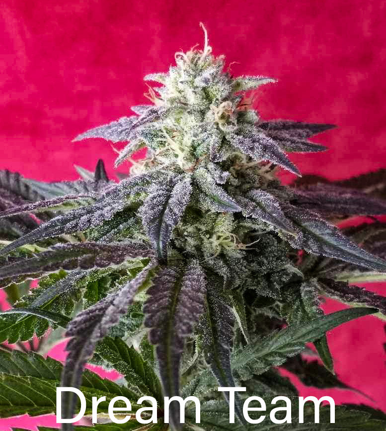Dream Team F1 (Tahoe OG x Chemdog D/98 Bubba Kush) 7 Feminized Seeds