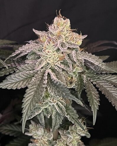 Dunkin F1 (GSC Forum S1 x Chemdog D/98 Bubba Kush) 7 Feminized Seeds