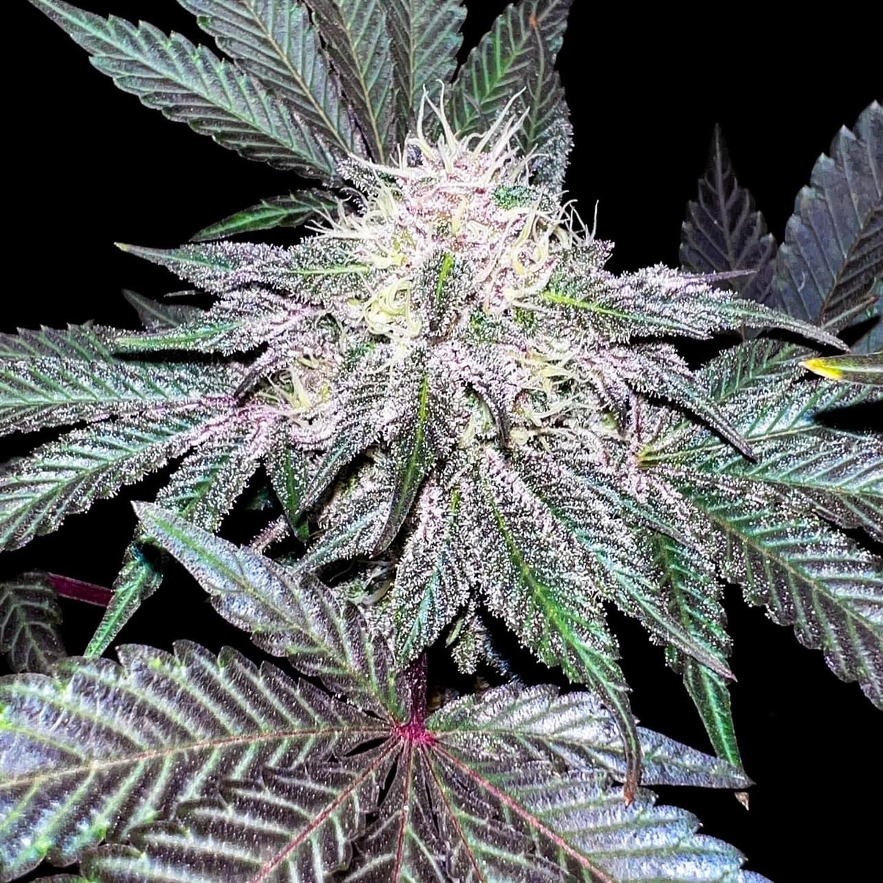 Grapevine F1 (Mendo Breath x Chemdog D/98 Bubba Kush) 7 Feminized Seeds