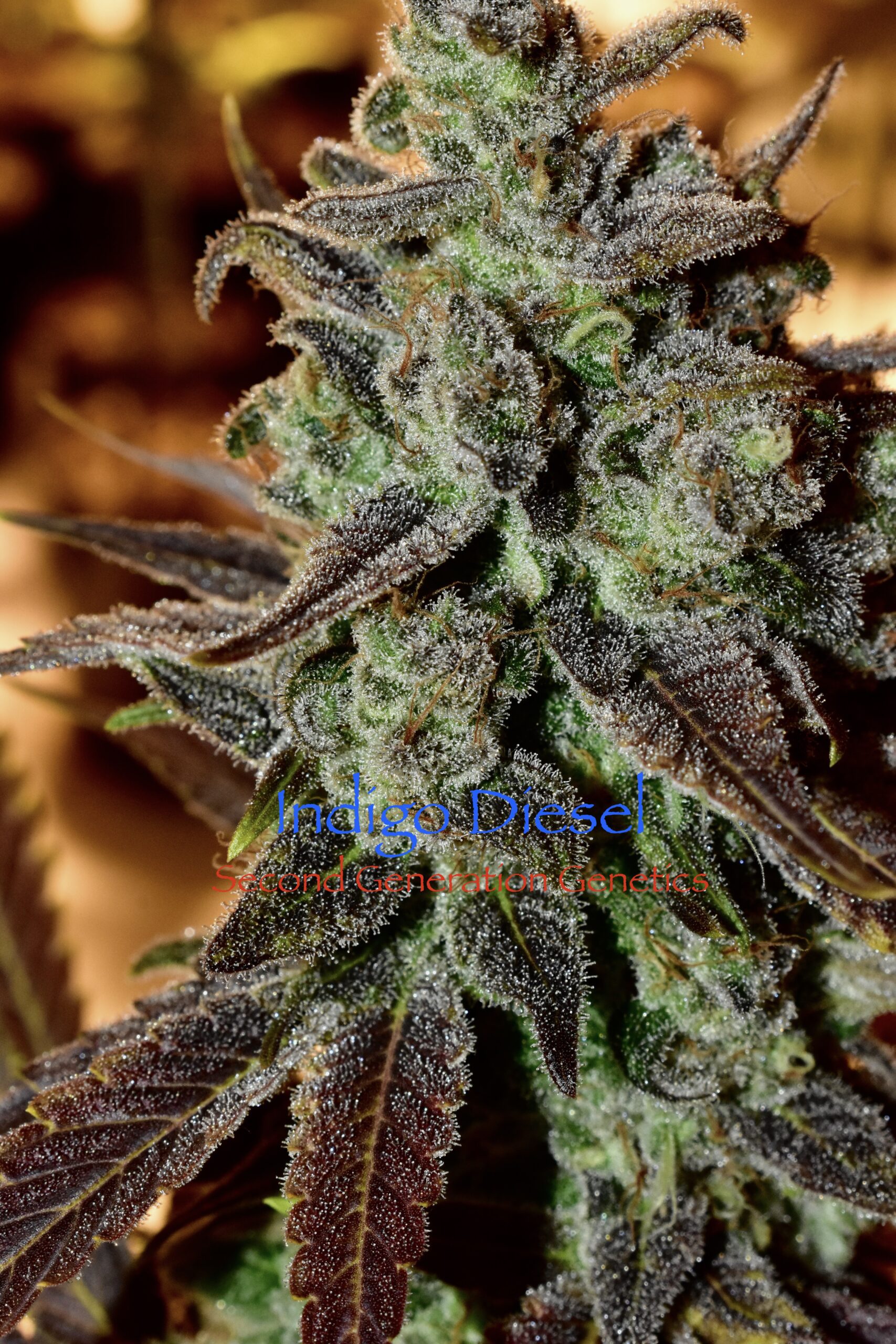 Indigo Diesel F1 13 Regular Seeds - Image 3