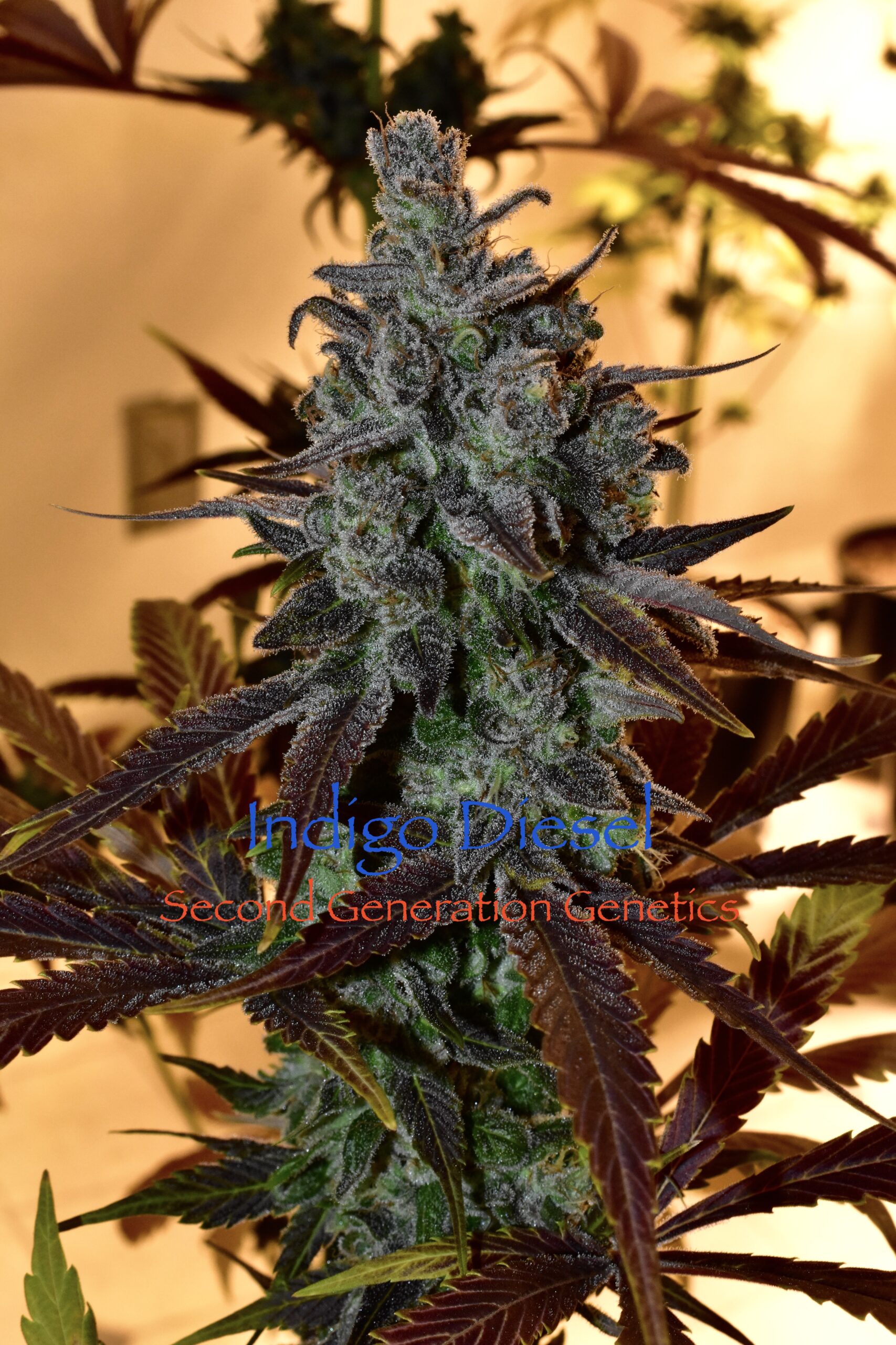 Indigo Diesel F1 13 Regular Seeds - Image 6