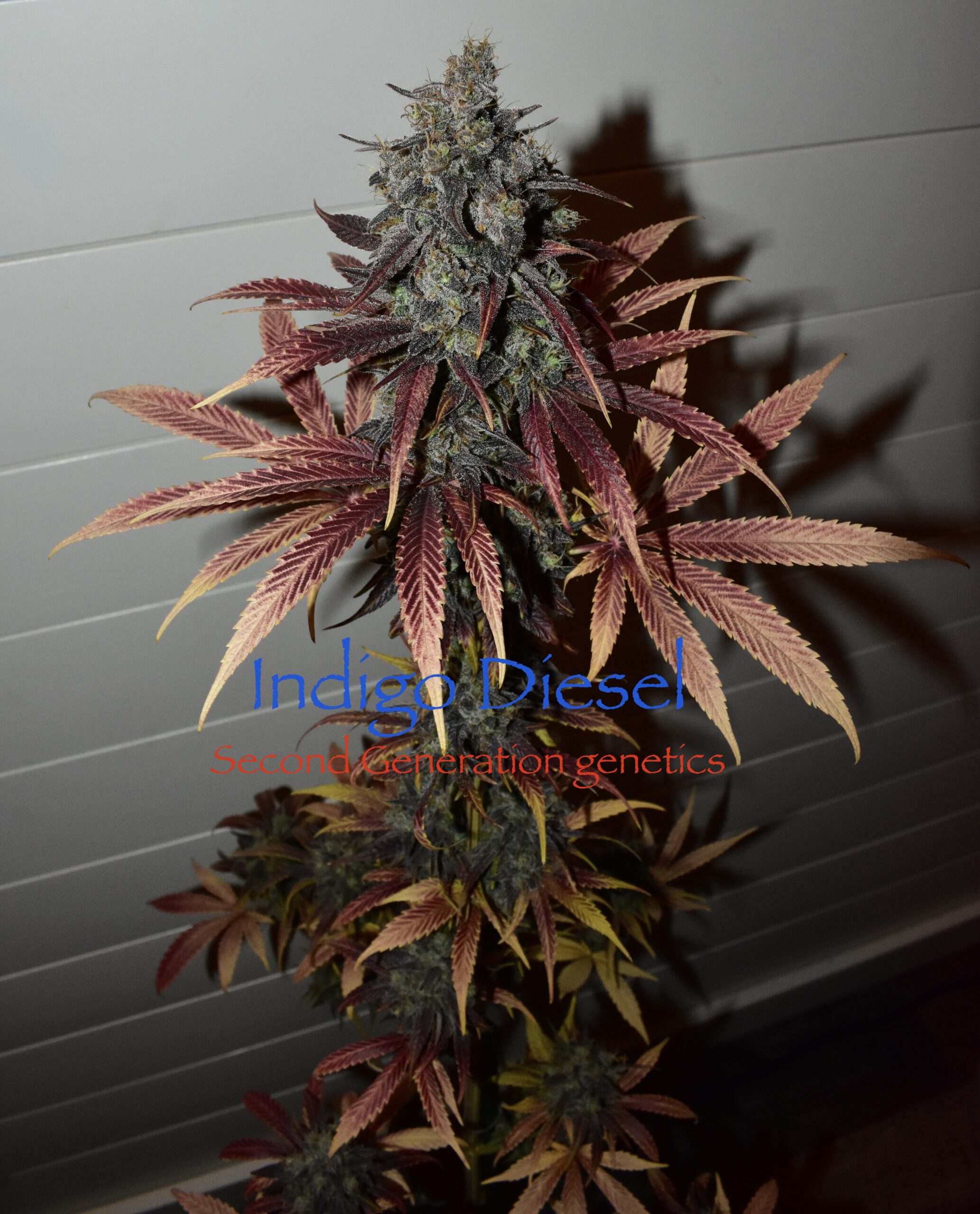 Indigo Diesel F1 13 Regular Seeds - Image 2