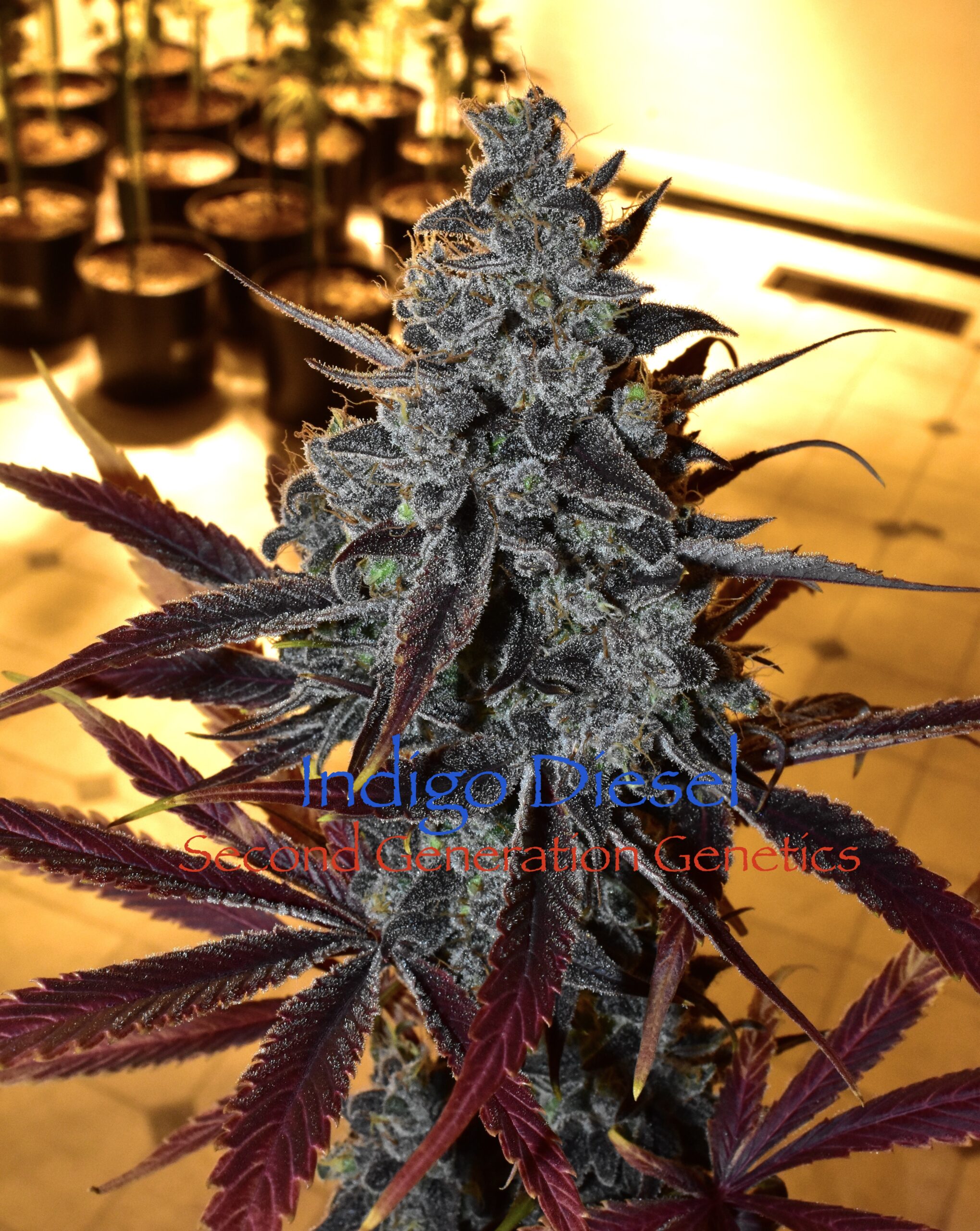 Indigo Diesel F1 13 Regular Seeds