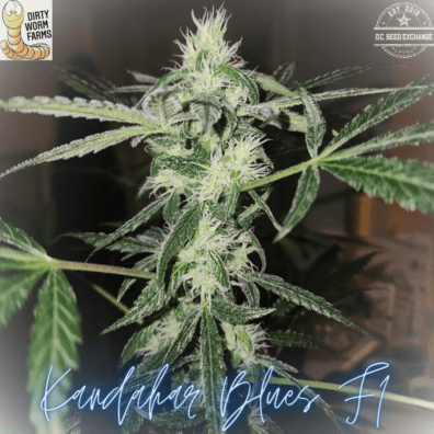 Kandahar Blues F1 15 Regular Seeds
