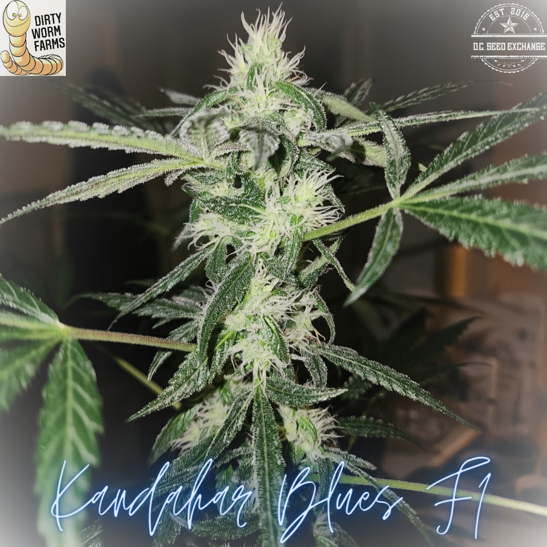 Kandahar Blues F1 15 Regular Seeds