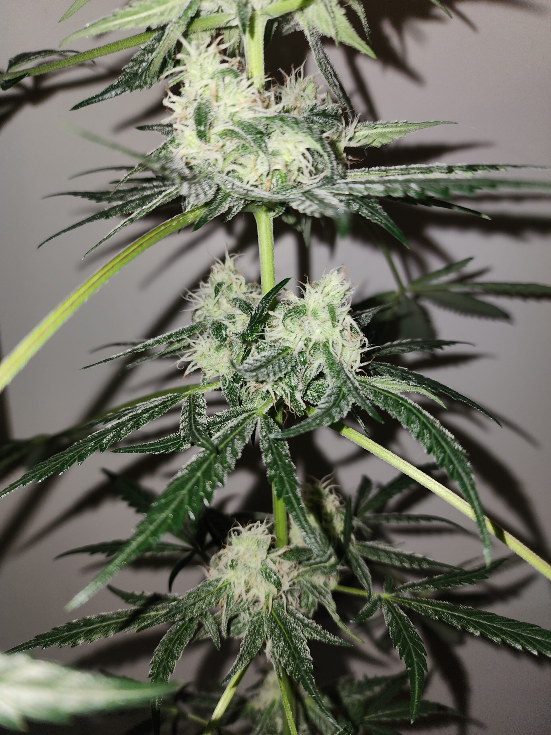 Kandahar Blues F1 15 Regular Seeds - Image 2