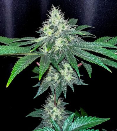 Kings Castle F1 (Chemdog 91 x Chemdog D/98 Bubba Kush) 7 Feminized Seeds
