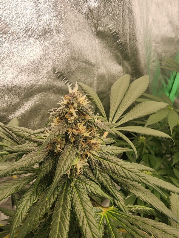 Mother of Berries BX1 20 Regular Seeds - Image 2