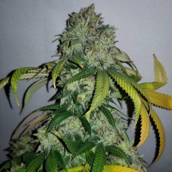 Mamba BX1 7 Feminized Seeds - Image 2