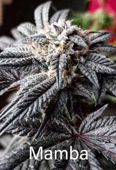 Mamba BX1 7 Feminized Seeds
