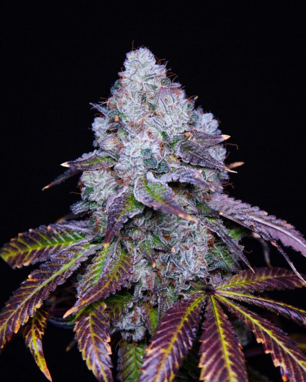 Pure Krush F1 6 Feminized Seeds - Image 3