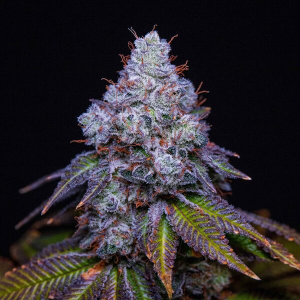 Pure Krush F1 6 Feminized Seeds - Image 4