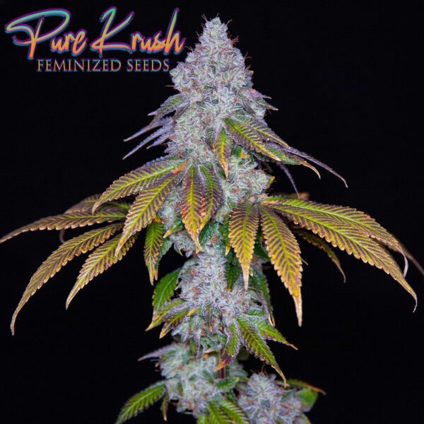 Pure Krush F1 6 Feminized Seeds