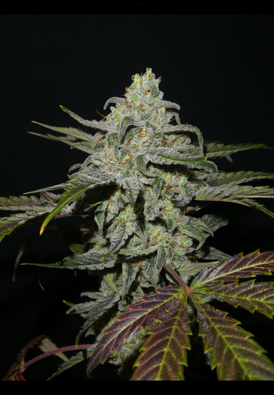 Serial Crusher Theory F4 3 Feminized Autoflower Seeds - Image 3