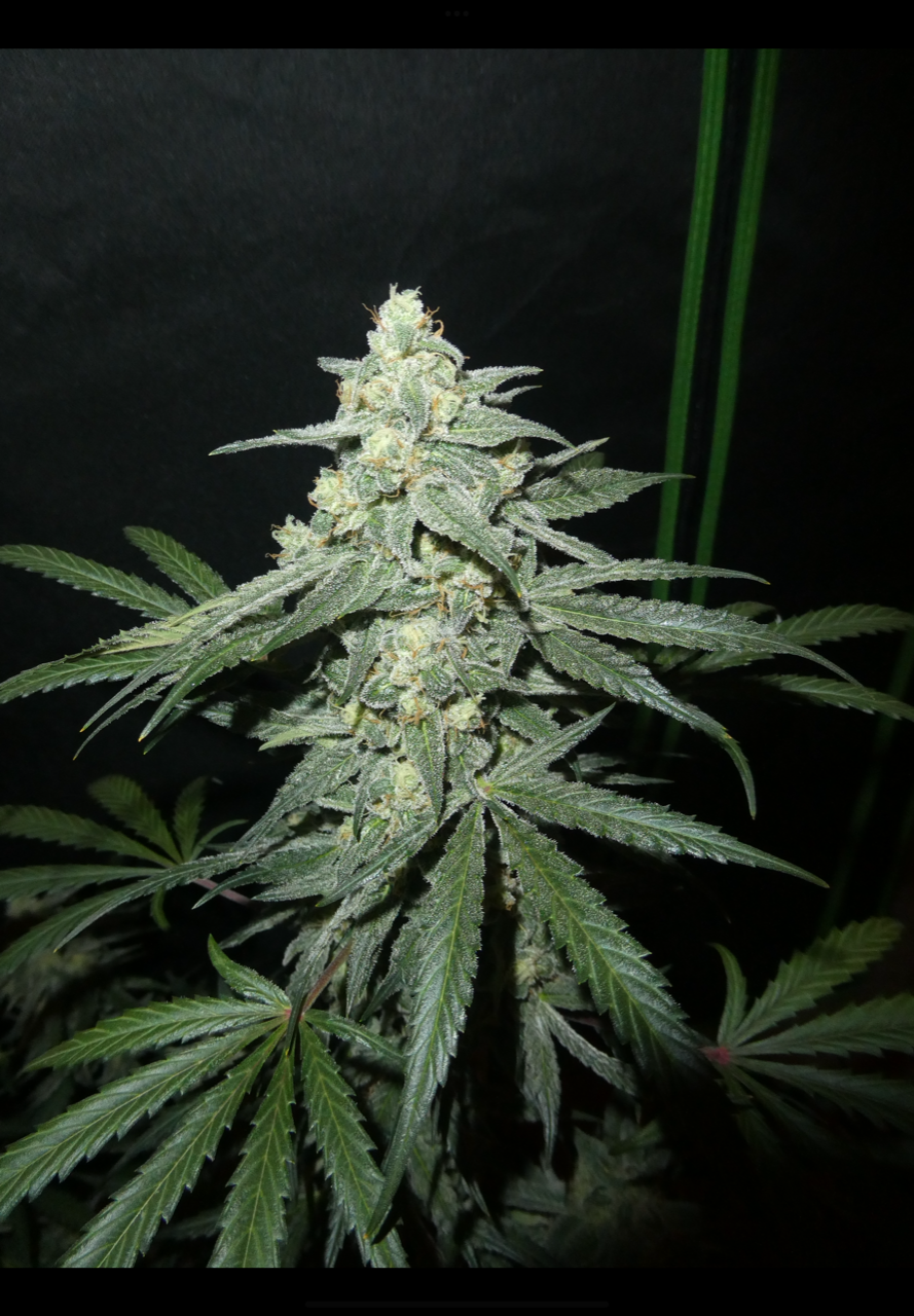 Serial Crusher Theory F4 3 Feminized Autoflower Seeds - Image 2