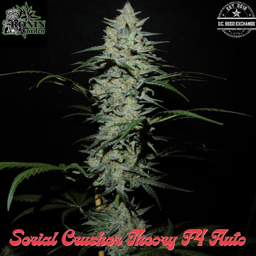 Serial Crusher Theory F4 3 Feminized Autoflower Seeds
