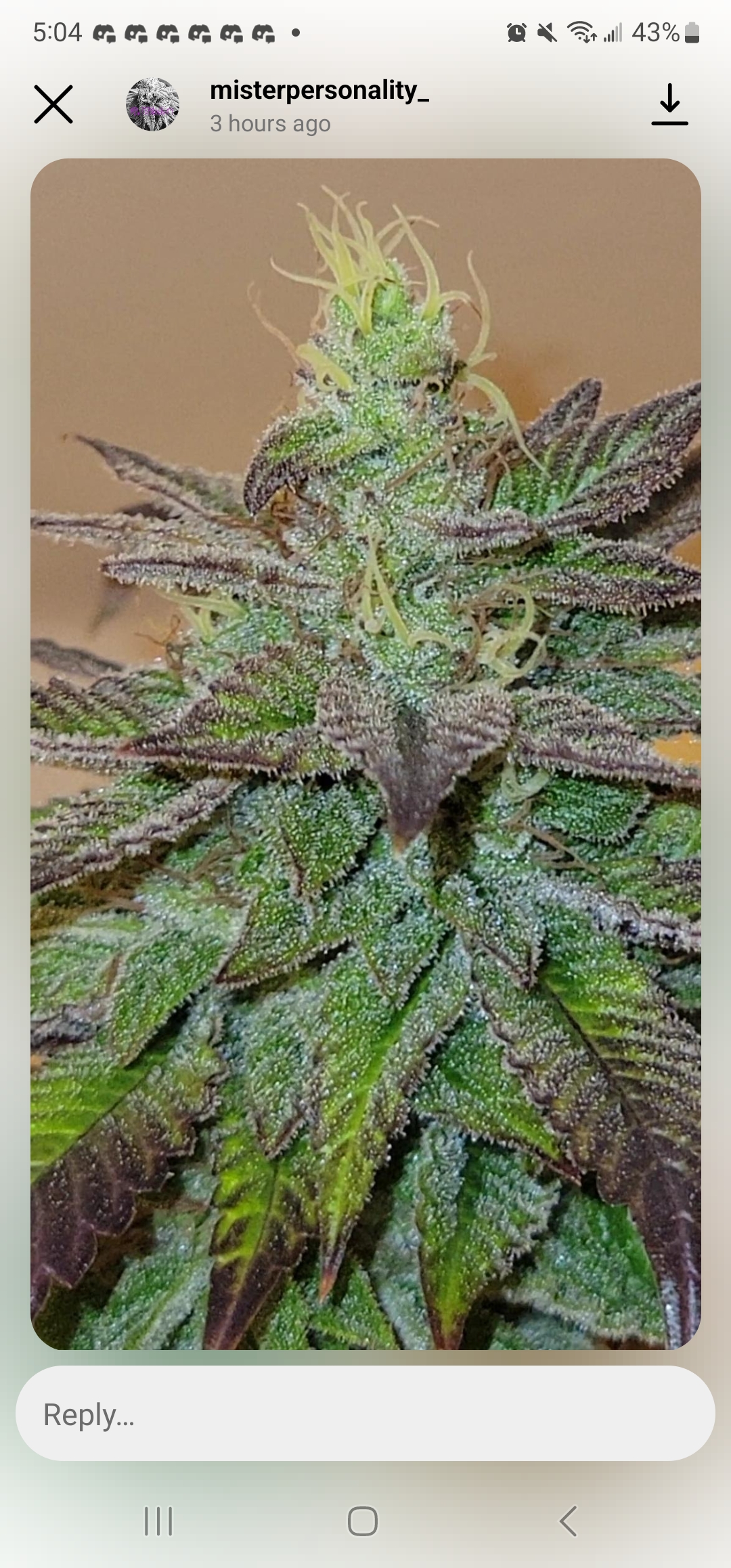 Sour Bubble BX1 15 Regular Seeds - Image 2