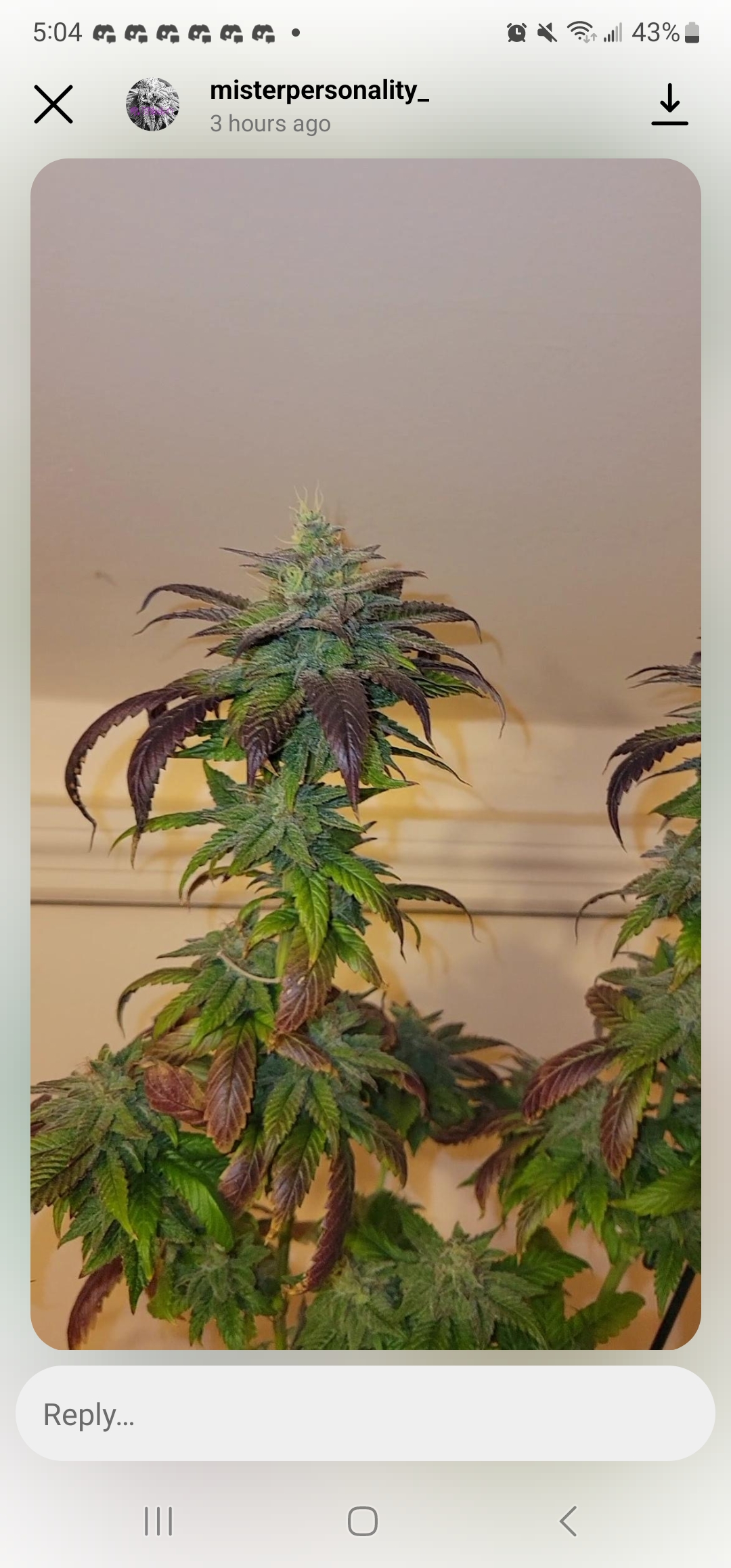 Sour Bubble BX1 15 Regular Seeds - Image 3
