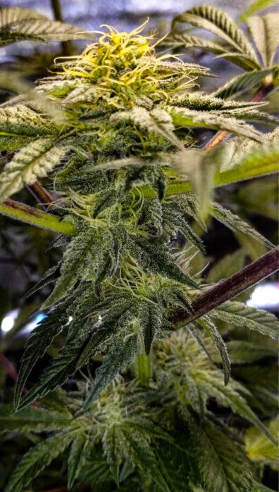 The Remedy S1 (Hells Angels OG x Chemdog D/98 Bubba Kush) 7 Feminized Seeds