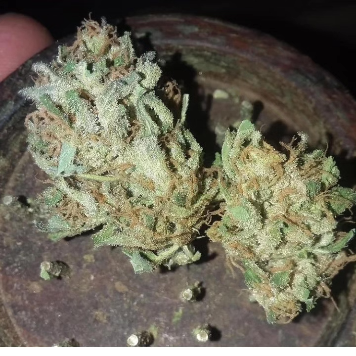 Sour Lifesaver Mix 15 Regular Seeds - Image 3