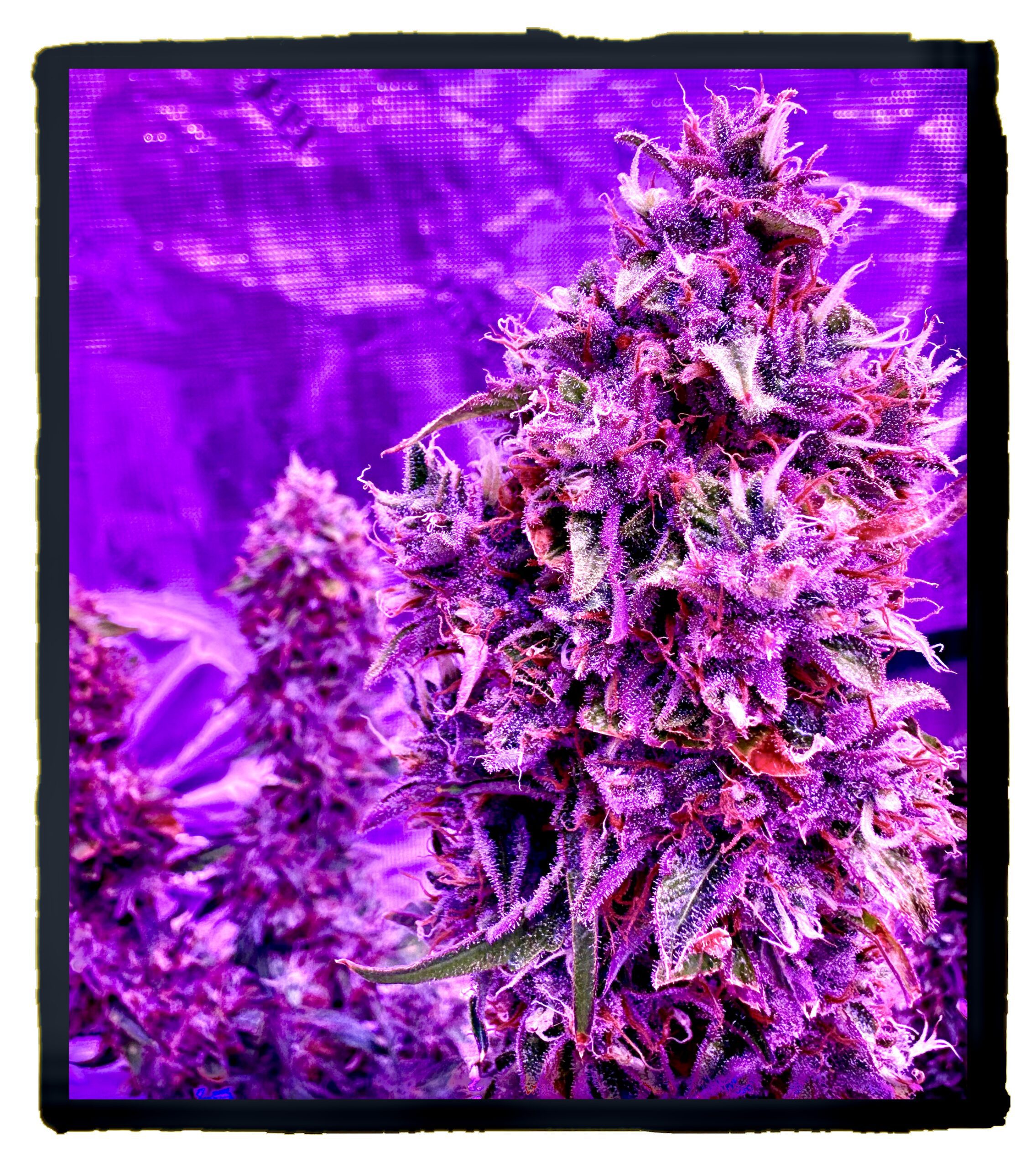 Betty White Xmas Auto 5 Feminized Autoflower Seeds - Image 4
