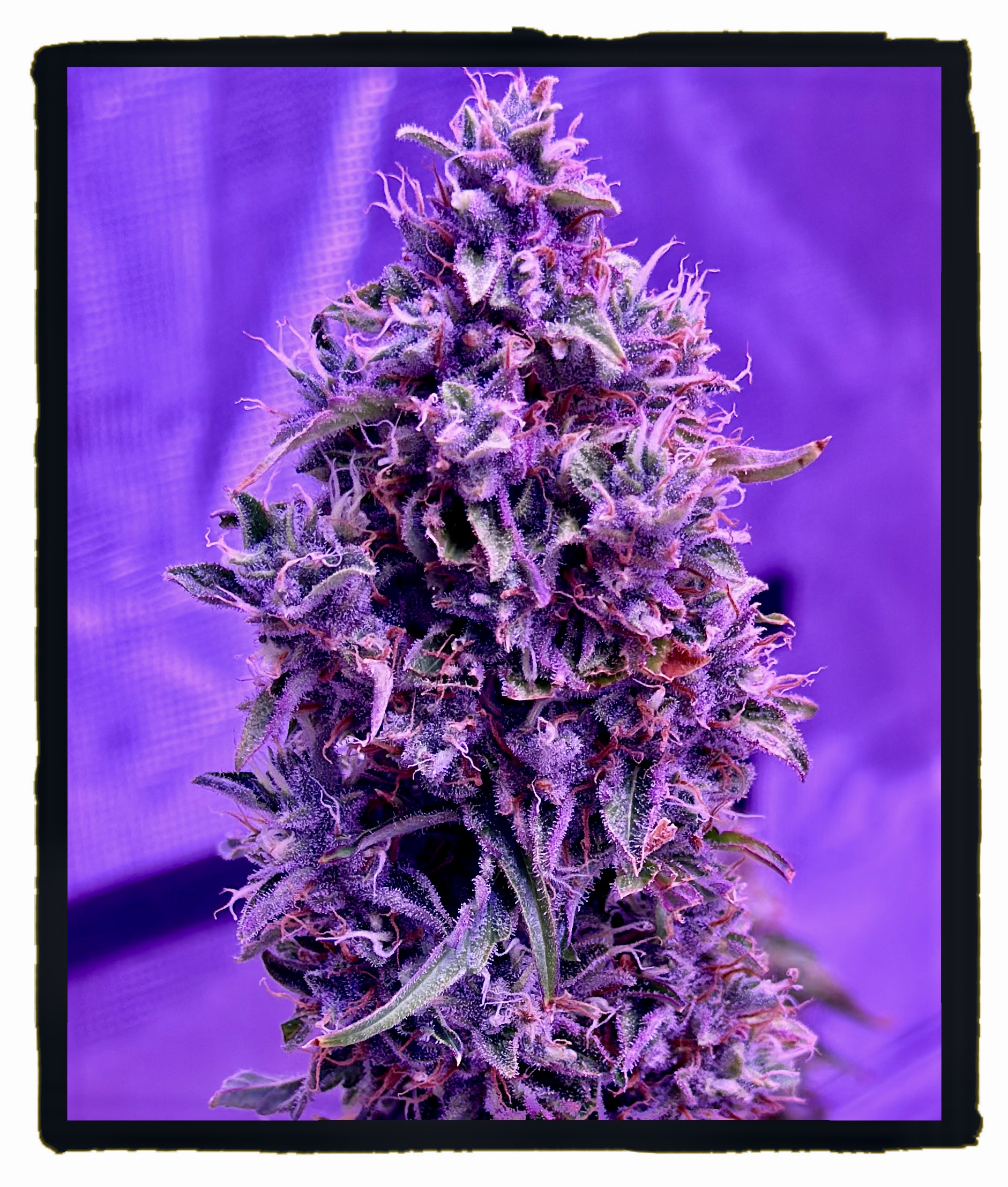 Betty White Xmas Auto 5 Feminized Autoflower Seeds - Image 3