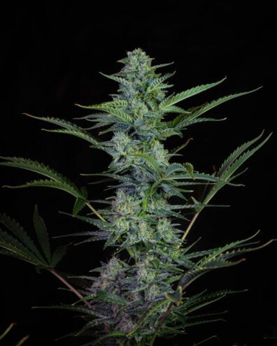 Harvey Wallbanger F1 Auto 3 Feminized Autoflower Seeds